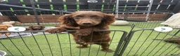 Cocker Spaniel dogs for sale: Chocolate/Tan Working Cocker Spaniel Puppy - Advert 7