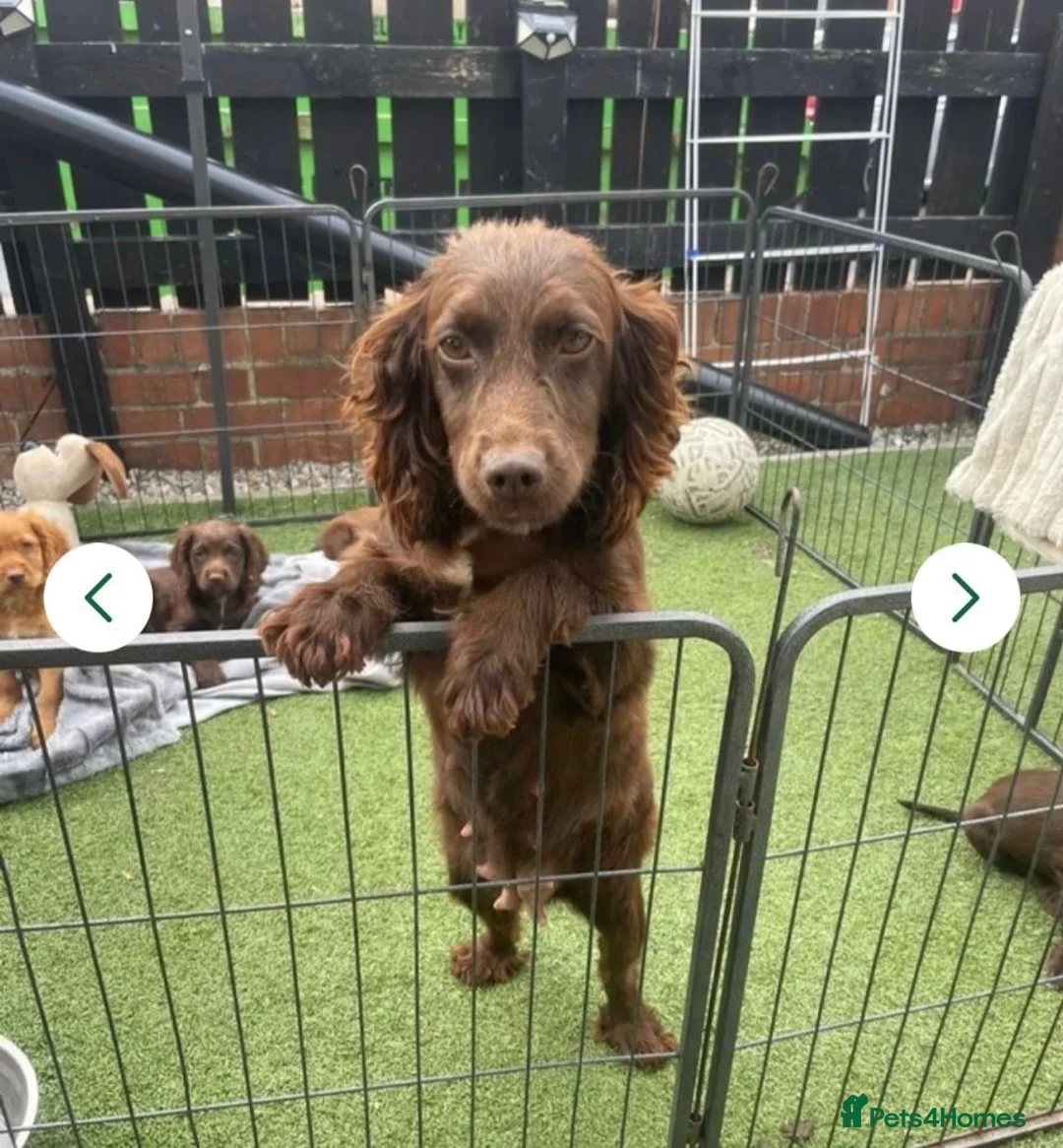 Cocker Spaniel dogs for sale: Chocolate/Tan Working Cocker Spaniel Puppy - Advert 7
