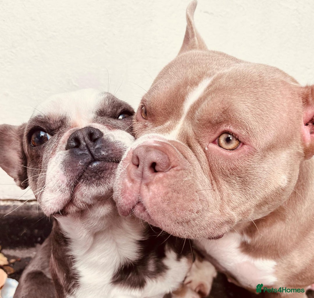 American Bully dogs for sale: American Pocket Bully - Image 2