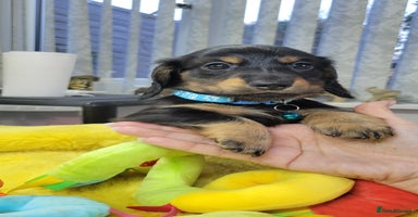 Dachshund dogs KC Miniature Dachshund  - Advert 4