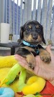 Dachshund dogs KC Miniature Dachshund - Advert 4