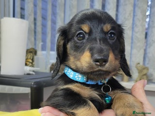 Dachshund dogs KC Miniature Dachshund - Advert 4