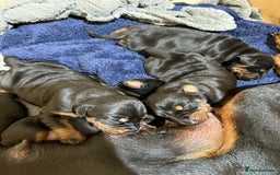 Dobermann dogs for sale: EUROPEAN DOBERMAN PUPPIES in Walsall - Image 4