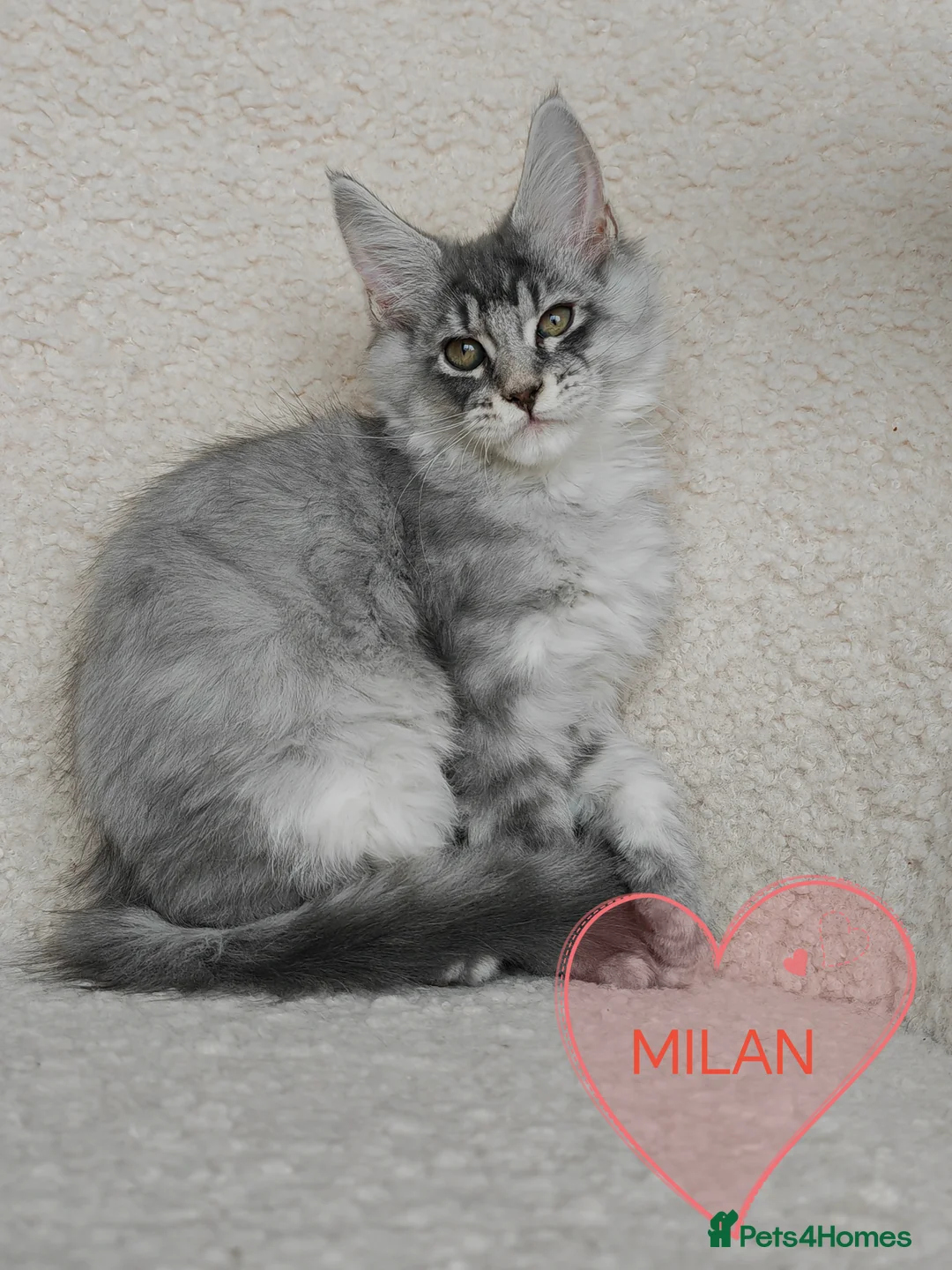 Maine Coon cats for sale: Full pedigree Maine Coon kittens - Advert 5