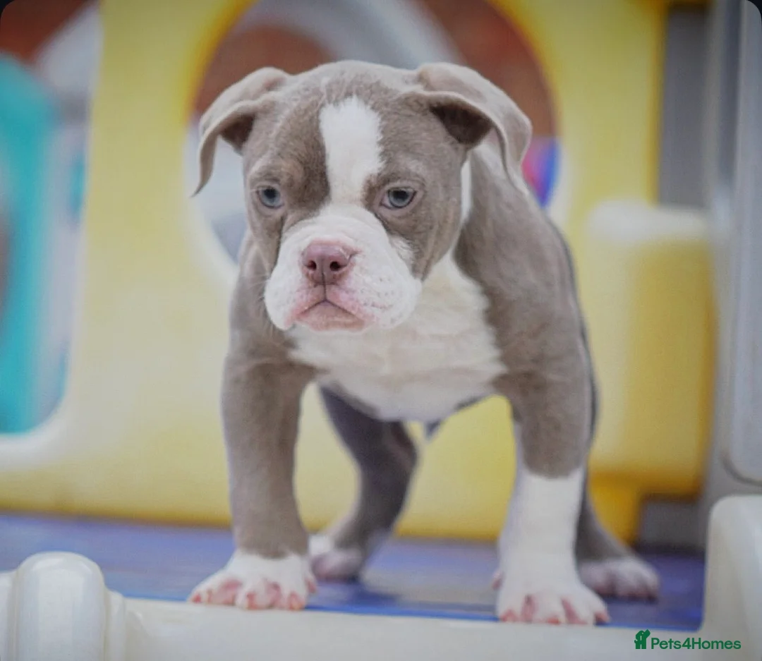 Old Tyme Bulldog dogs for sale: 5⭐️RATED COUNCIL APPROVED💥LICENSED 23 YEAR EXPERT - Advert 3