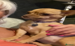 Chihuahua dogs for sale: Beautiful fawn girl 3yrs old - Advert 1