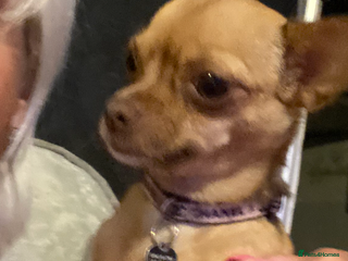 Chihuahua dogs Beautiful fawn girl 3yrs old - Advert 4