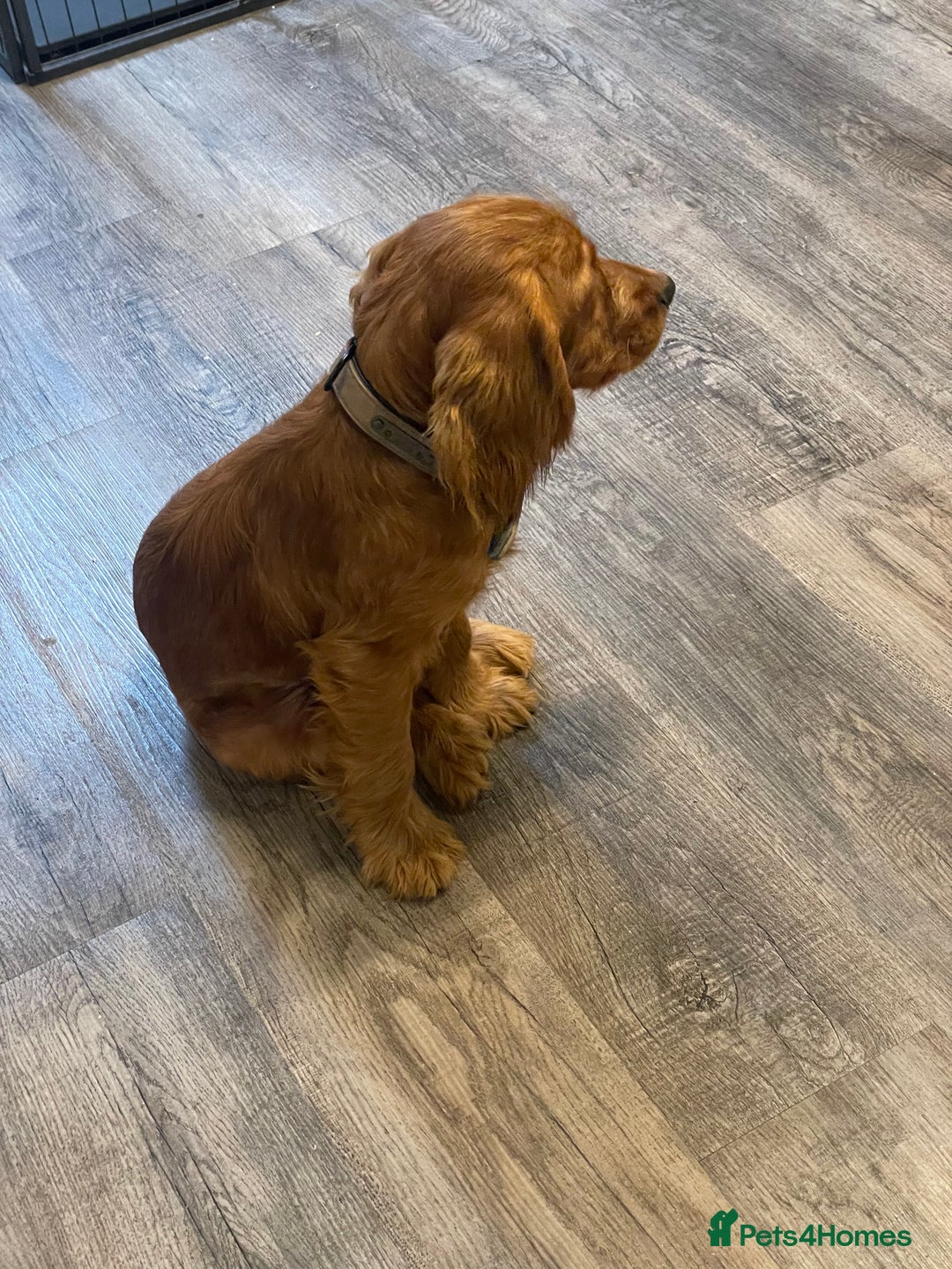 Cocker Spaniel dogs for sale: et Buster: Fully Trained Loving Red Cocker Spaniel - Advert 4