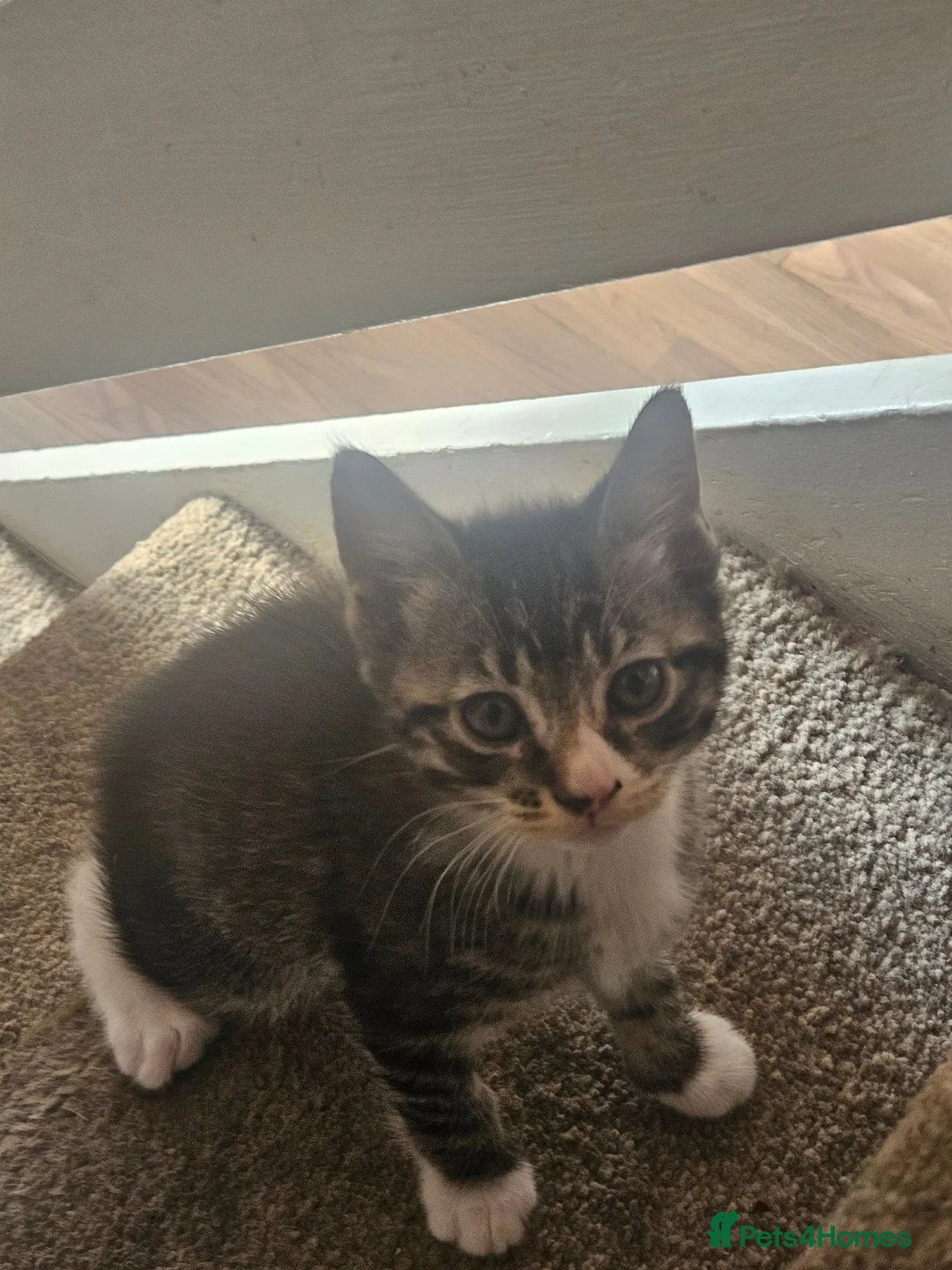 Mixed Breed cats for sale: 3 gorgeous kittens  - Advert 2