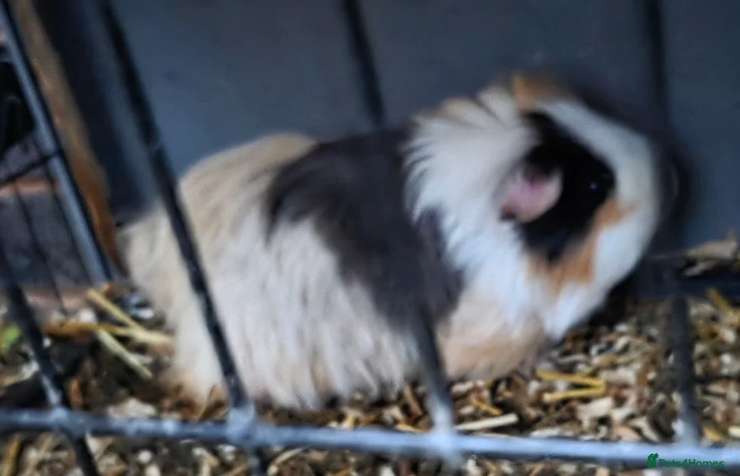 Mini Lop rabbits for sale: 1 blue eyed buck and 2 boar gunnea pigs - Advert 4