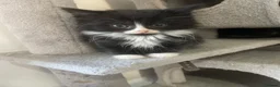 Mixed Breed cats for sale: Beautiful kittens  - Advert 16