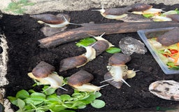 Snails invertebrates for sale: African land snails  in Wallingford - Image 1