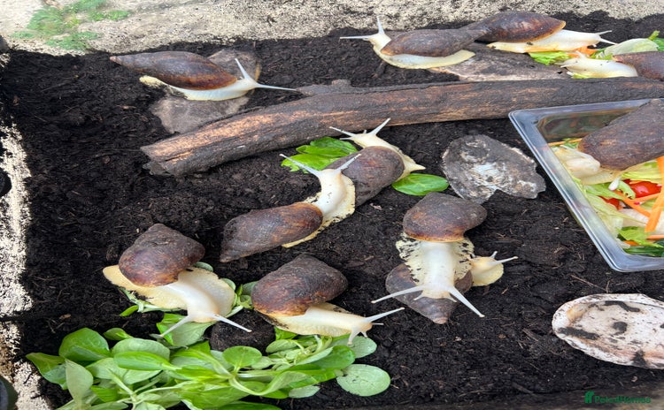 Snails invertebrates in Wallingford - Advert 1
