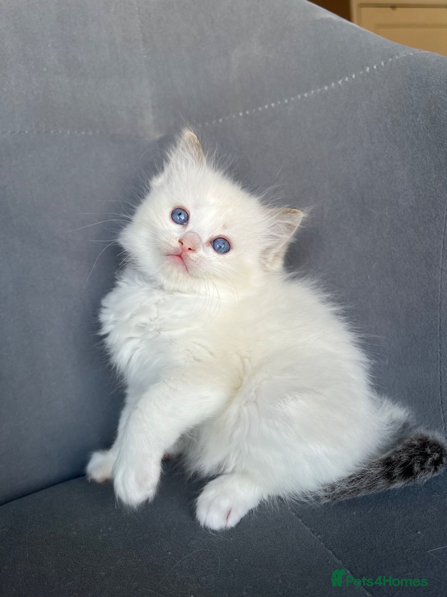 Ragdoll cats Registered Ragdoll Kittens for sale - Advert 2