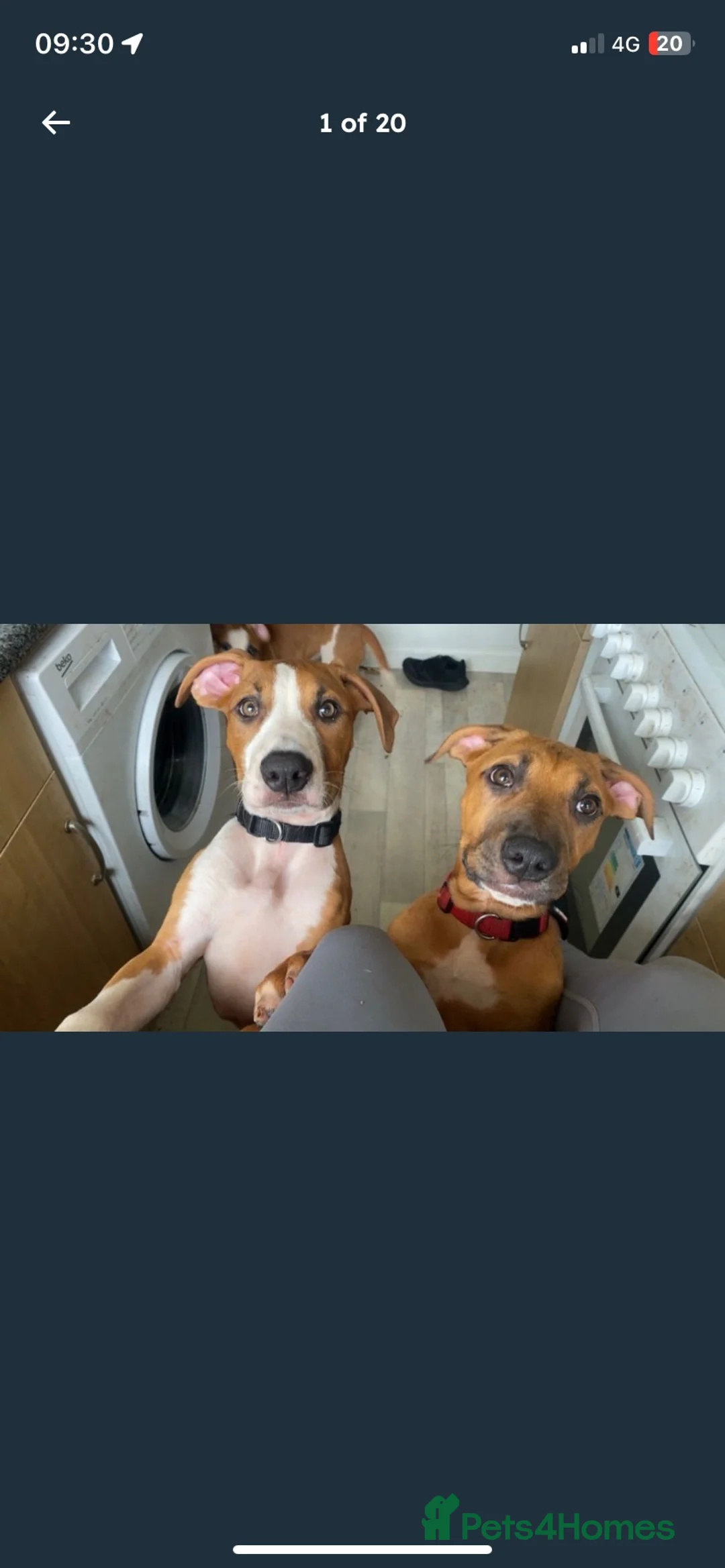 Mixed Breed dogs for sale: 5 months old Rhodesian ridgeback puppies  - Advert 1