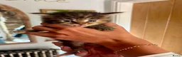 Ragcoon cats for sale: Beautiful Ragcoon kittens 🐱  - Advert 16