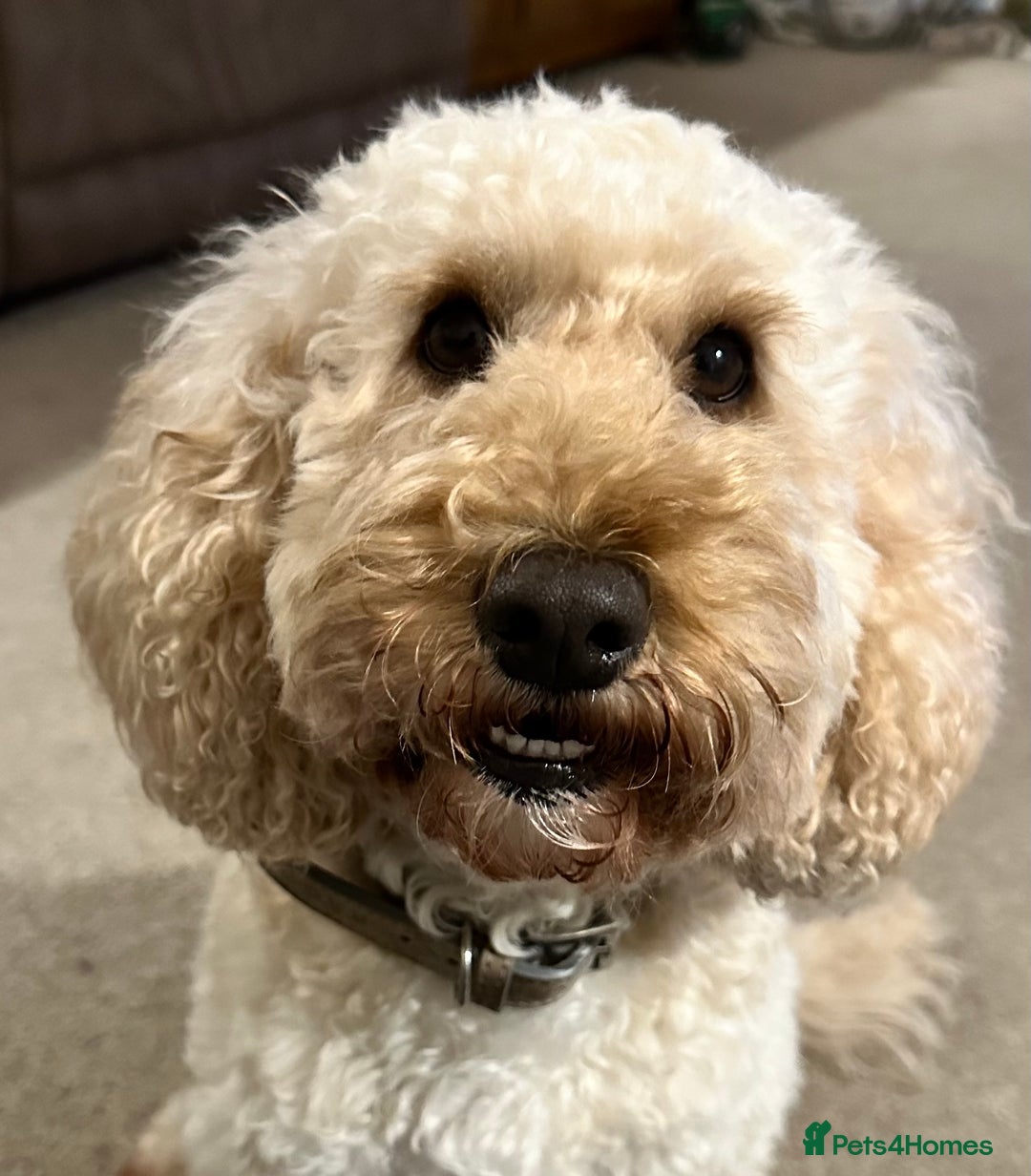 Cockapoo dogs for sale: 1 girl ready now cockapoo  - Image 10