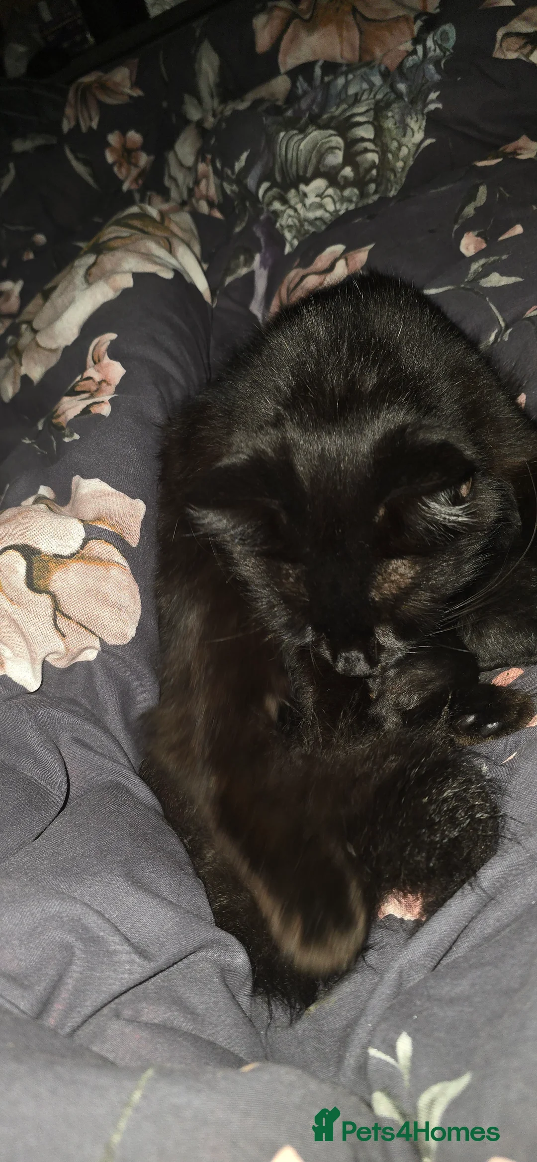 Mixed Breed cats for sale: Adorable Kittens for Sale - Advert 6