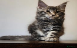 Maine Coon cats for sale: MAINE COON KITTENS READY NOW ❤️❤️ TICA REGISTERED - Image 4
