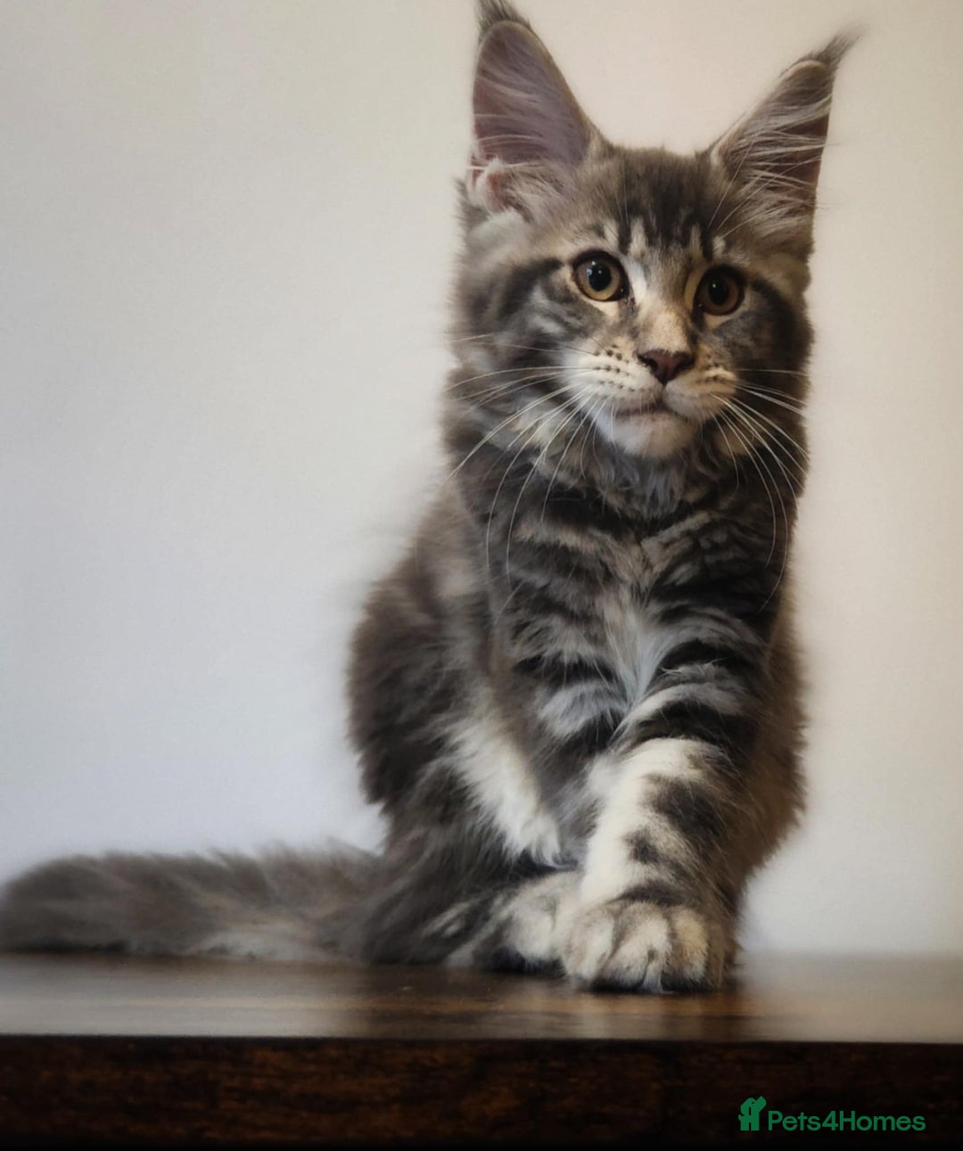 Maine Coon cats for sale: MAINE COON KITTENS READY NOW ❤️❤️ TICA REGISTERED - Image 4