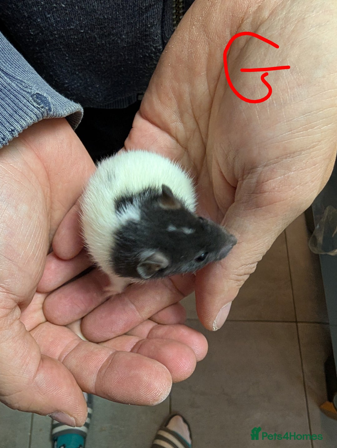 Rat rodents for sale: Baby Male and Female Rats - Advert 8