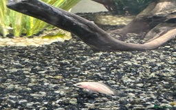 Cichlids fish for sale: Albino Convict Juveniles 1-2 cm - Image 3