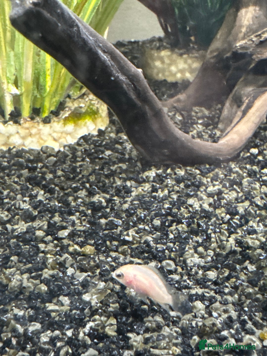 Cichlids fish for sale: Albino Convict Juveniles 1-2 cm - Image 3