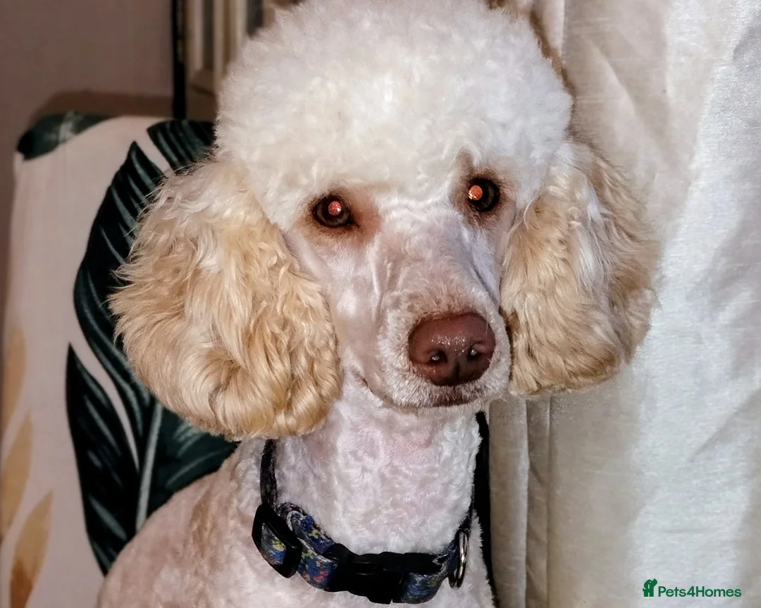 Poodle dogs for stud: Poodle miniature - Advert 1