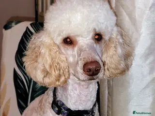 Poodle dogs for stud: Poodle miniature - Advert 1