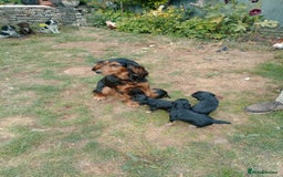 Cocker Spaniel dogs for sale: 1 beautiful Working Cocker left. - Image 3