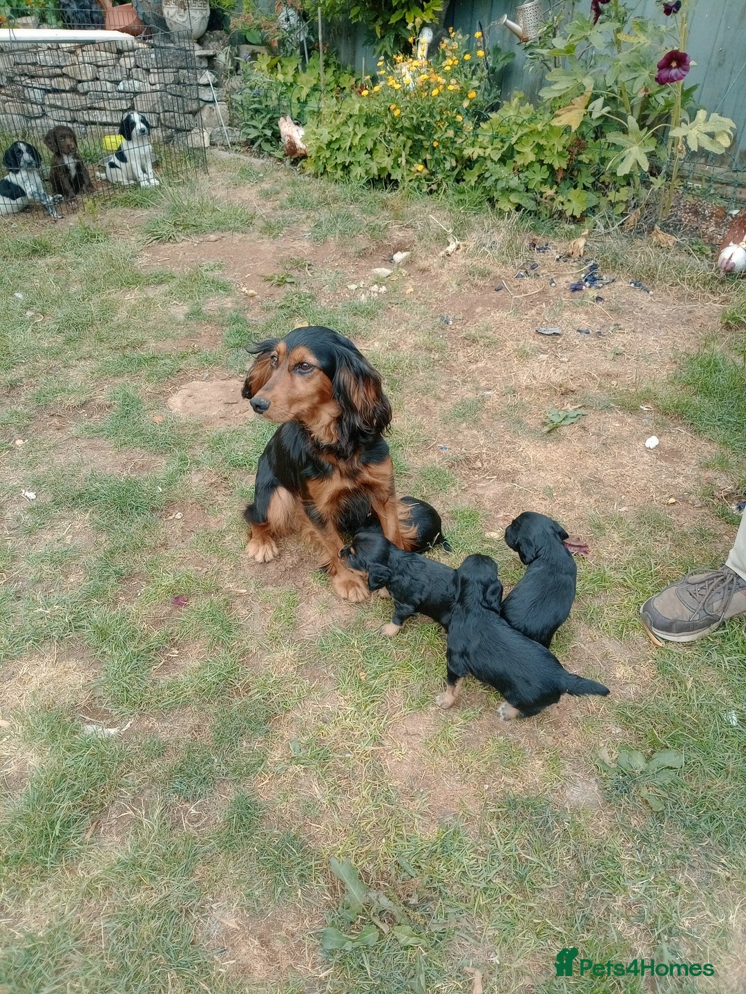 Cocker Spaniel dogs for sale: 1 beautiful Working Cocker left. - Image 3
