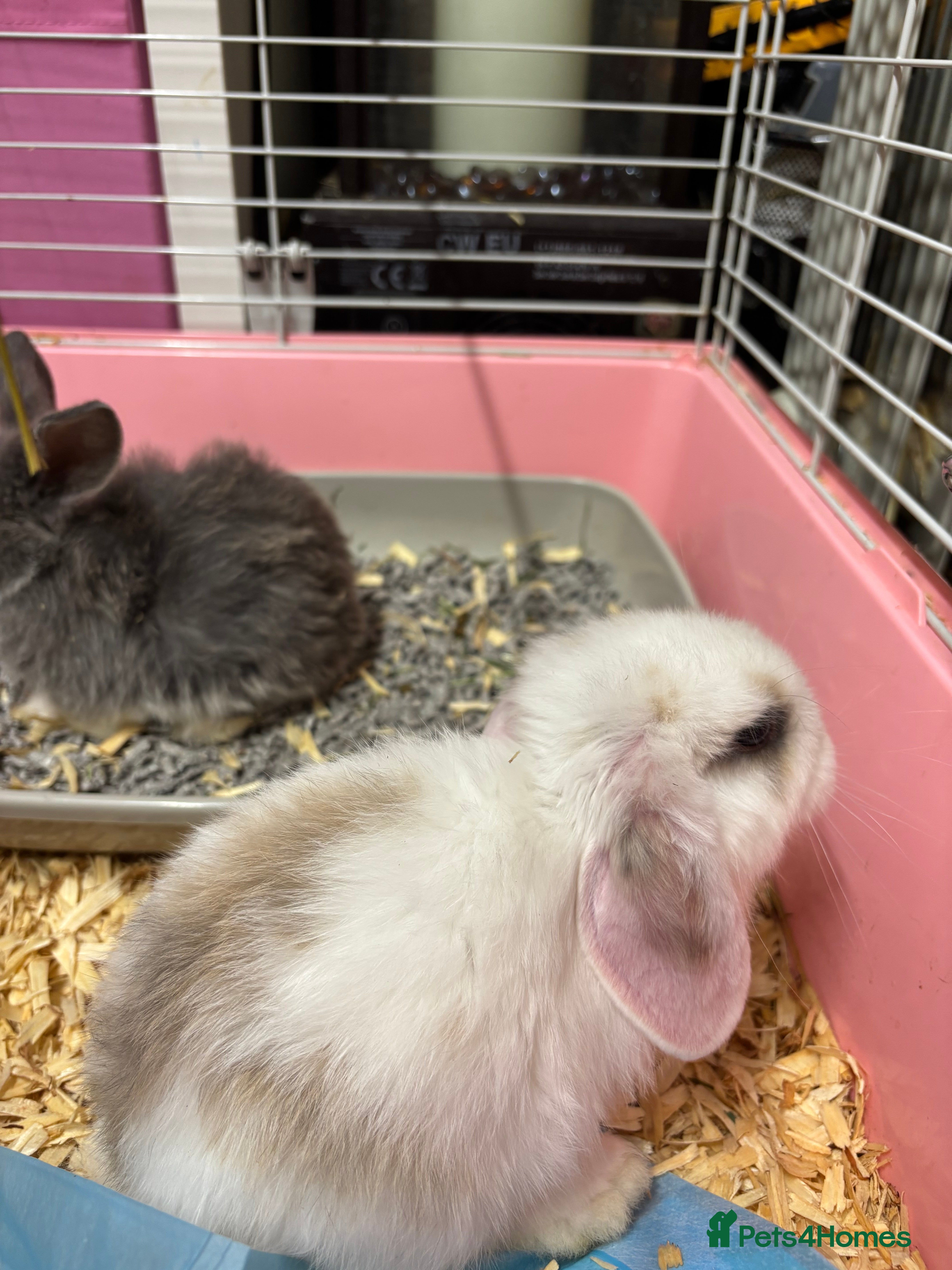 Mini Lop rabbits White & Blue Mini Lops - Advert 2