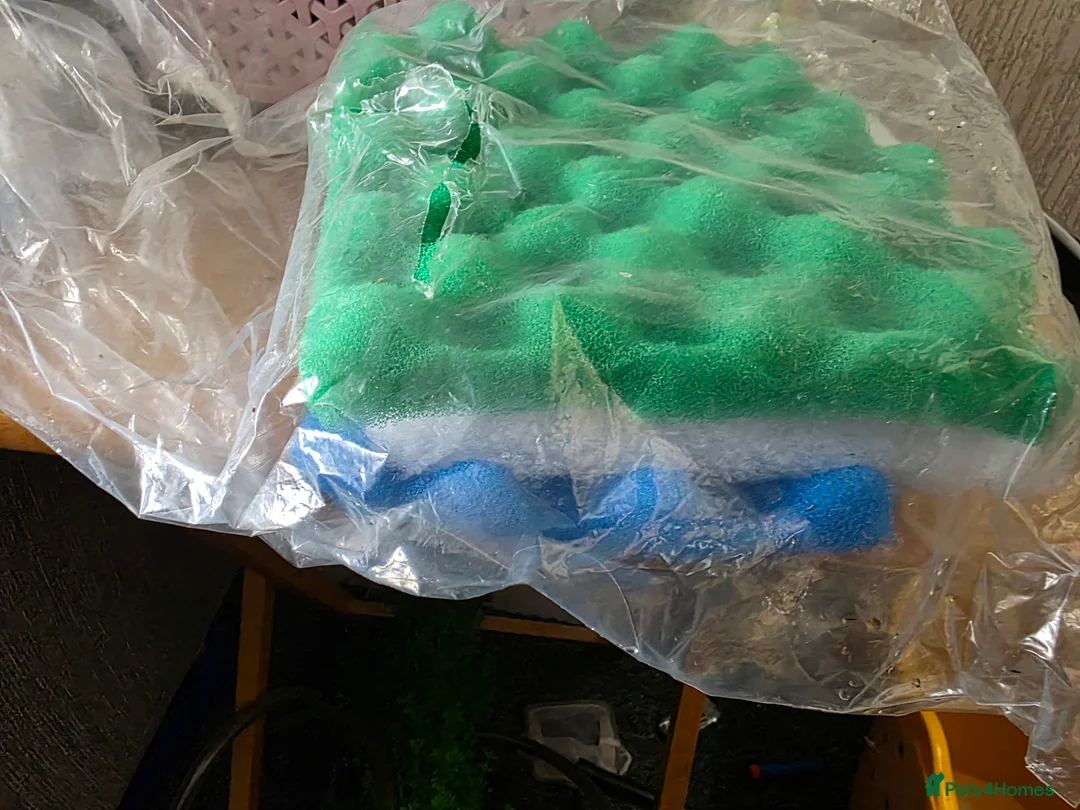 Cichlids fish for sale: Juwel 125 with cichlids  - Advert 8