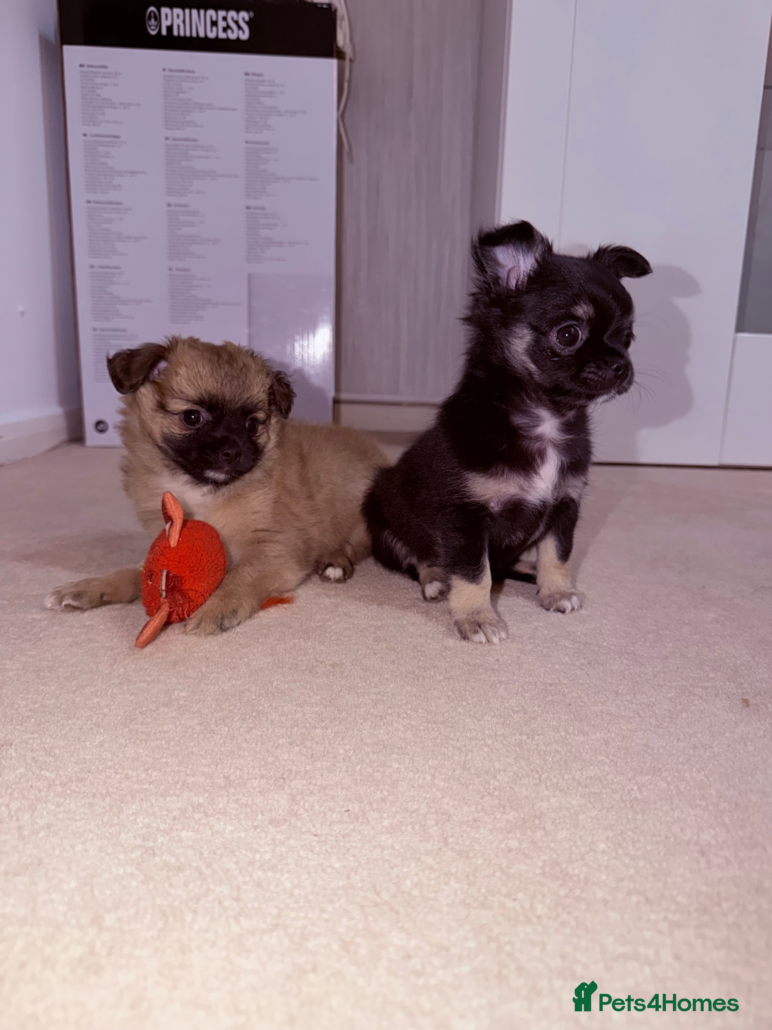 Pomchi dogs 3 pomerian puppys - Advert 16