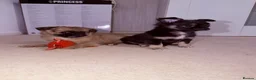 Pomchi dogs for sale: 3 pomerian puppys in Cheltenham - Advert 1