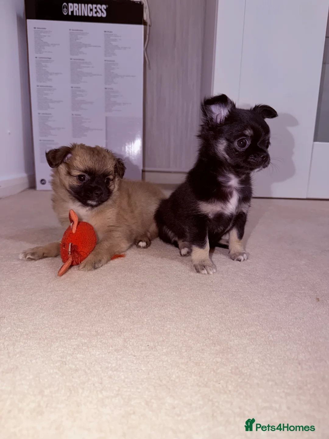 Pomchi dogs for sale: 3 pomerian puppys in Cheltenham - Advert 1
