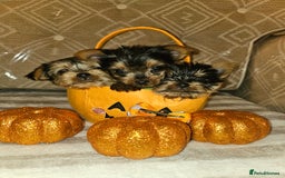 Yorkshire Terrier dogs for sale: Yorkshire terrier puppies  - Image 7