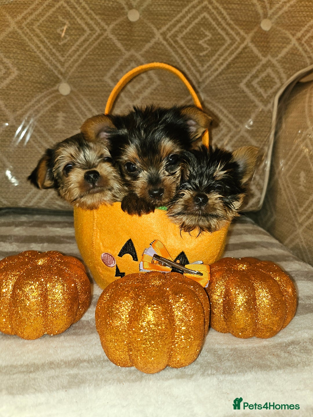 Yorkshire Terrier dogs for sale: Yorkshire terrier puppies  - Image 7