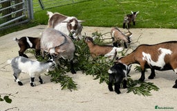 Goats livestock for sale: Pygmy nanny’s disbudded CAE and johnnes tested - Image 6