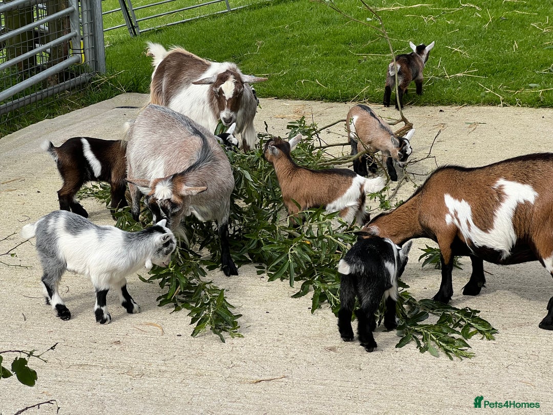 Goats livestock for sale: Pygmy nanny’s disbudded CAE and johnnes tested - Image 6