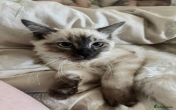 Ragdoll cats for sale: Ragdoll kitten for sale - Image 3