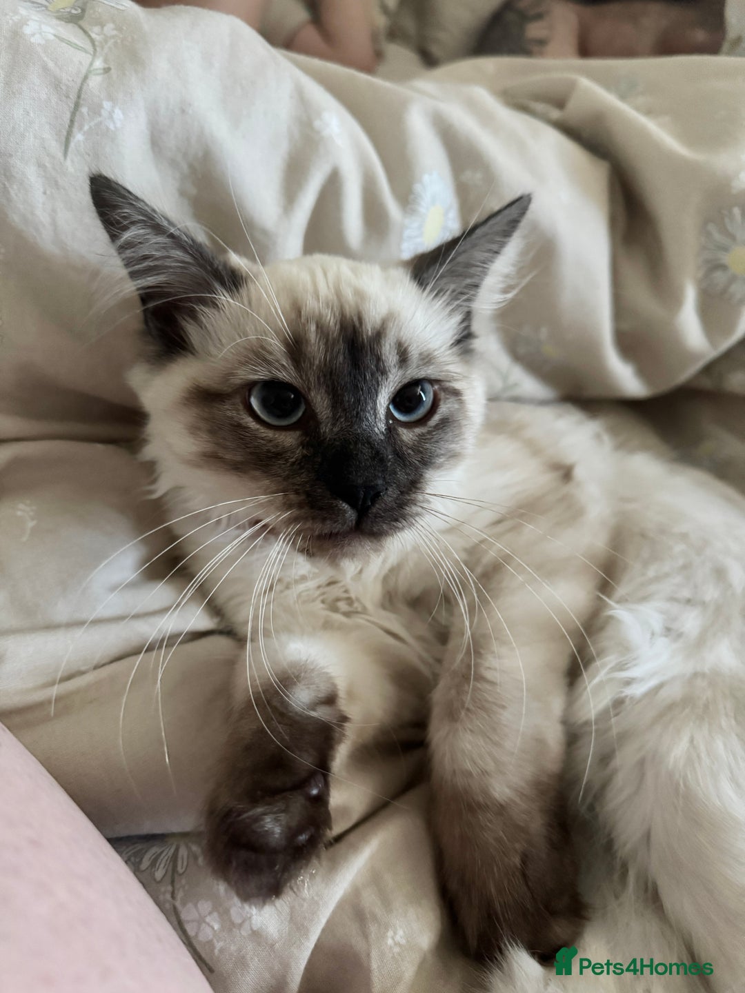 Ragdoll cats for sale: Ragdoll kitten for sale - Image 3