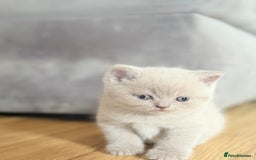 Scottish Fold cats for sale: Scottish straight - Image 8