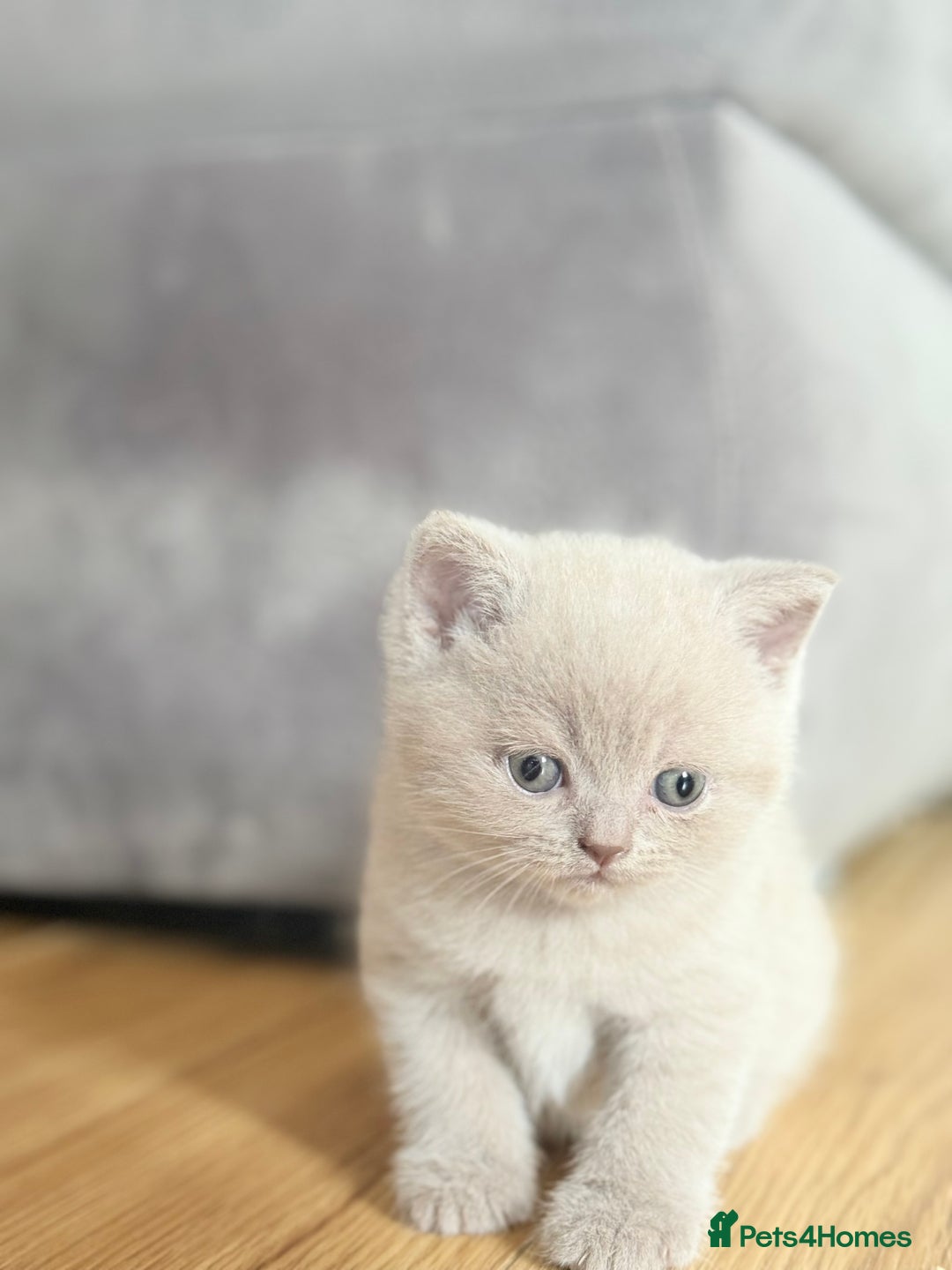 Scottish Fold cats for sale: Scottish straight - Image 8