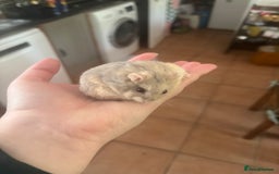 Hamster rodents for sale: Tame Pedigree HAMSTER SALE - ethically bred - Image 12