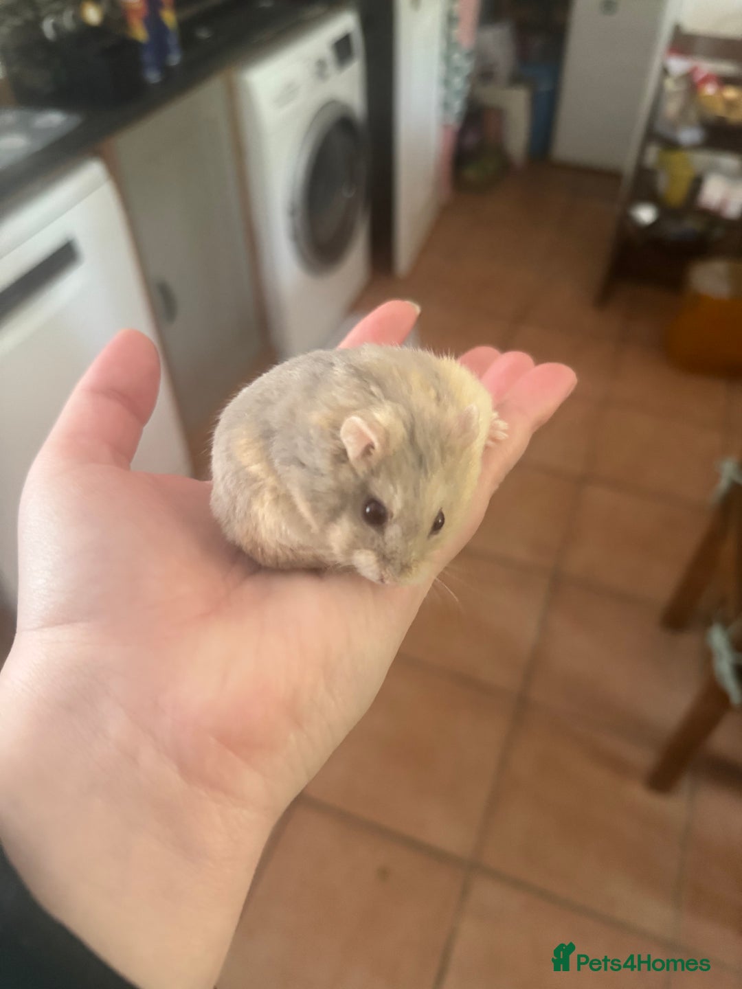 Hamster rodents for sale: Tame Pedigree HAMSTER SALE - ethically bred - Image 12