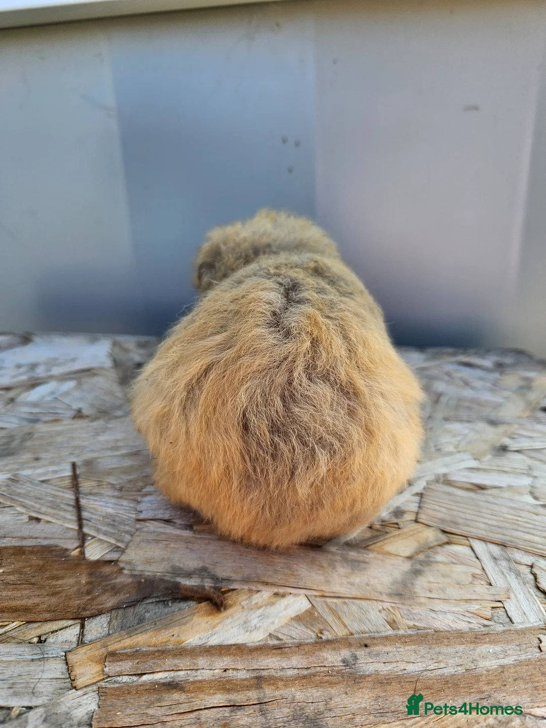 Guinea Pig rodents for sale: 2 swiss baby boars available - Advert 7