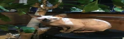 Sphynx cats for sale: Beautiful sphynx kittens looking for loving home🧿 - Advert 15