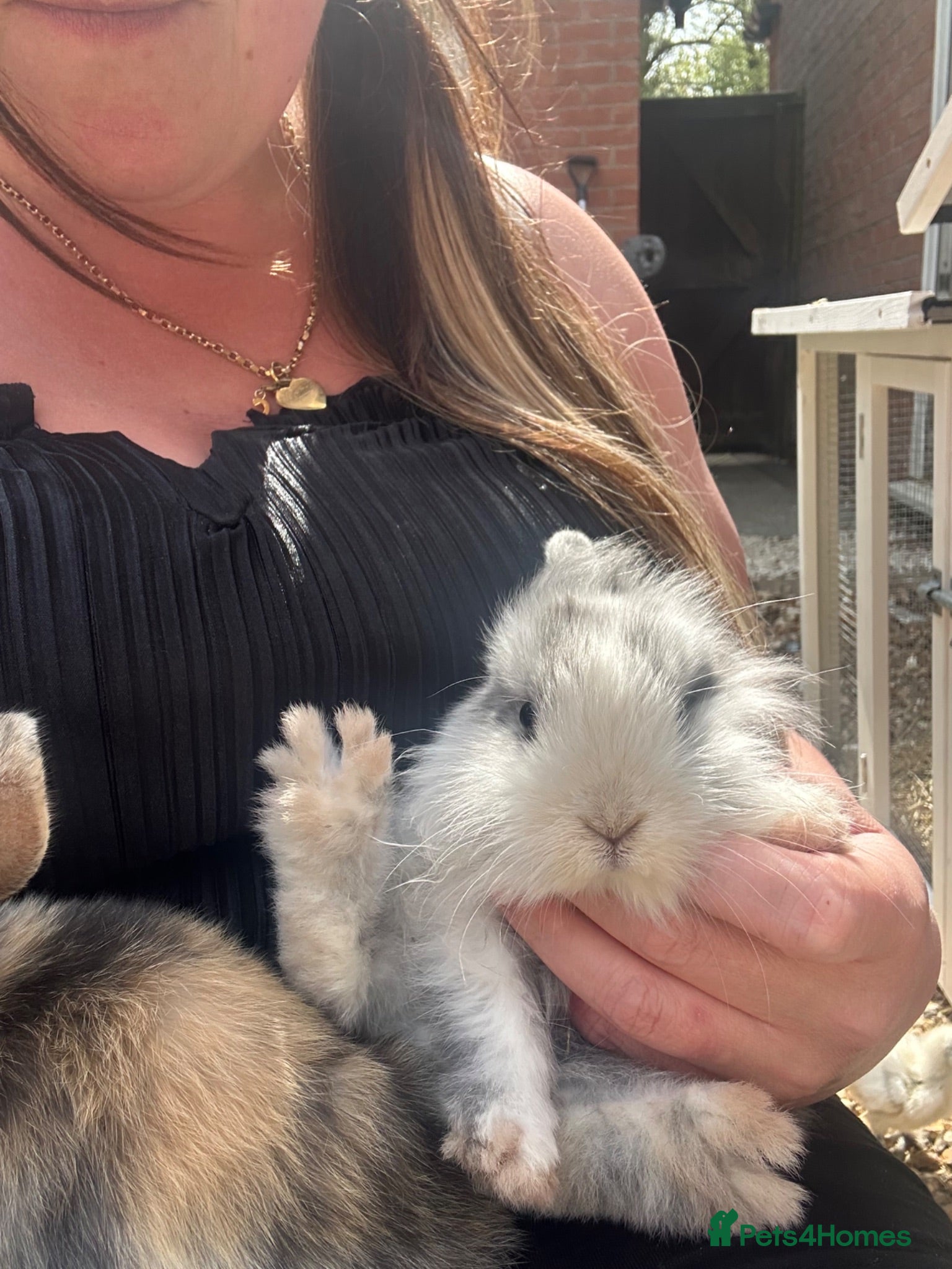 Mini Lop rabbits 2 x Mini lops crossed with lion head  - Advert 1