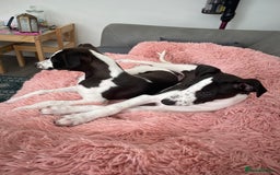 Whippet dogs for sale: KC Registered Whippet Puppies - Image 11